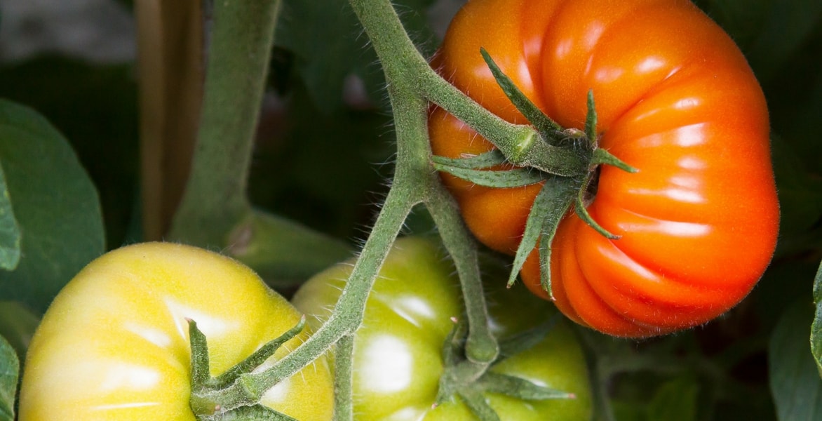 Tomaten gießen: Wie geht das?