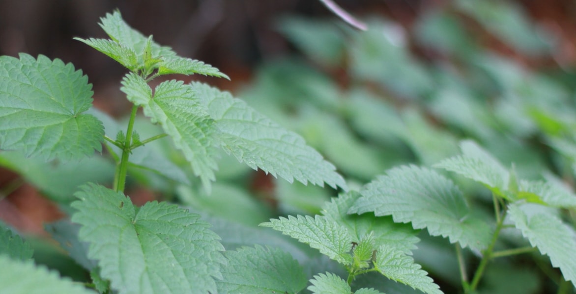 Brennnessel: eine Pflanze mit zahlreichen Vorzügen
