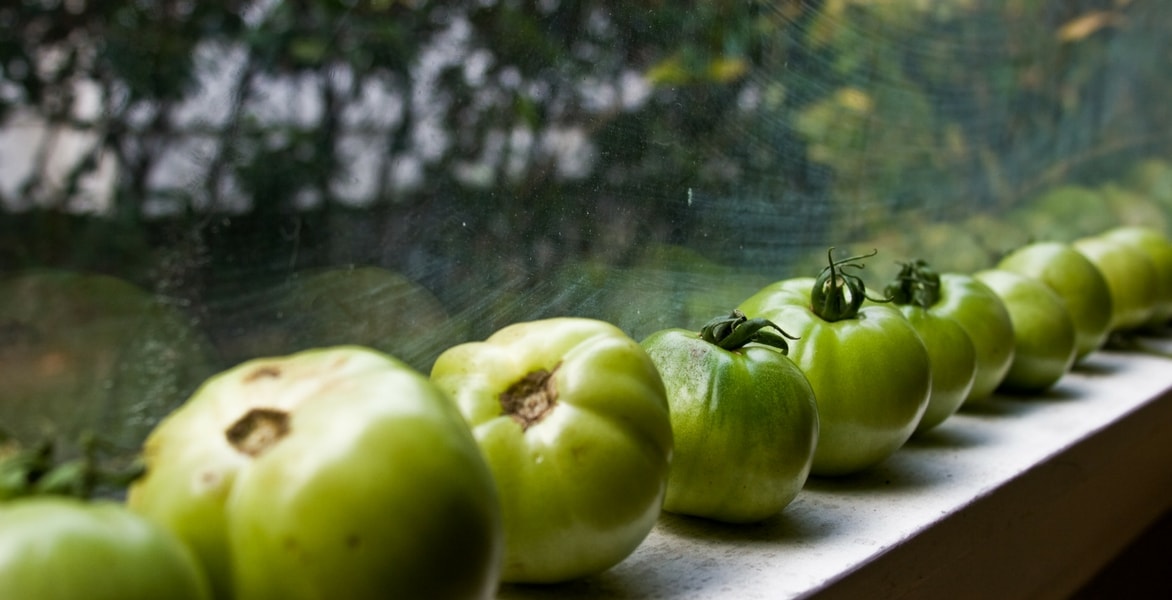 Was tun mit grünen Tomaten?