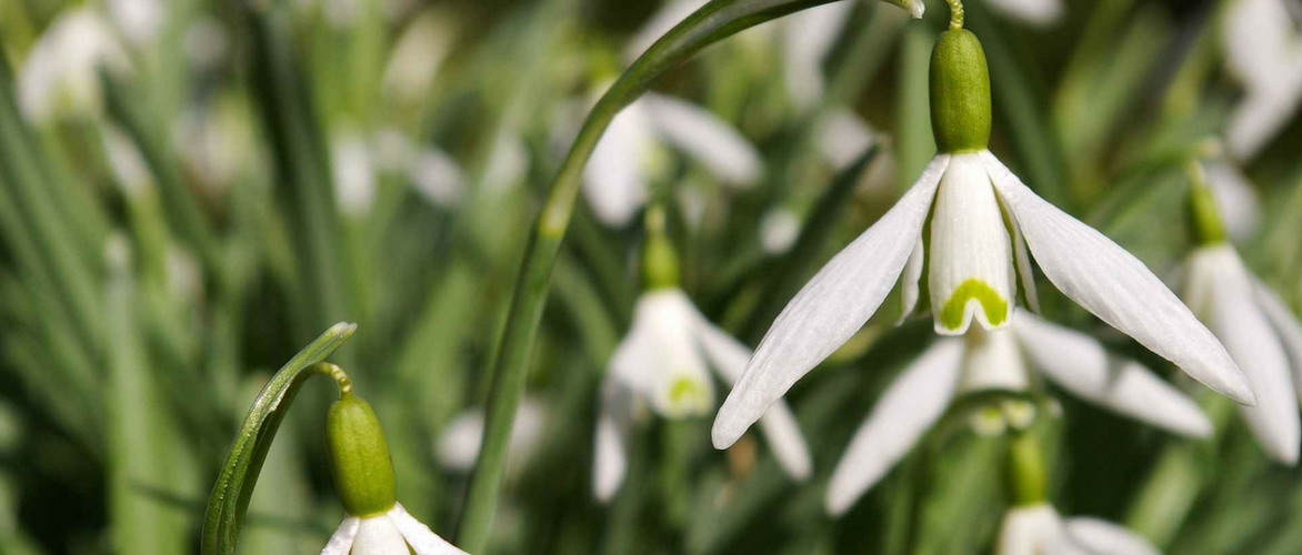 Schneeglöckchen, Kleines Schneeglöckchen: pflanzen, kultivieren, pflegen