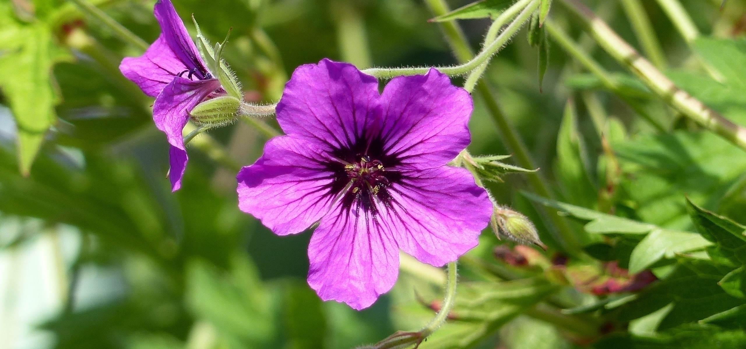 Storchschnäbel mit langer Blüte