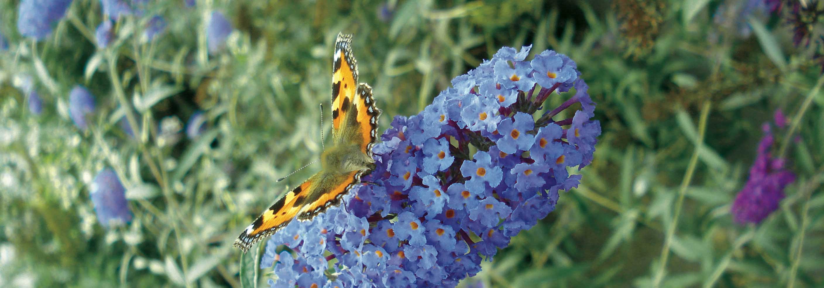 Sommerflieder, Buddleia: Wie führt man den richtigen Rückschnitt durch?