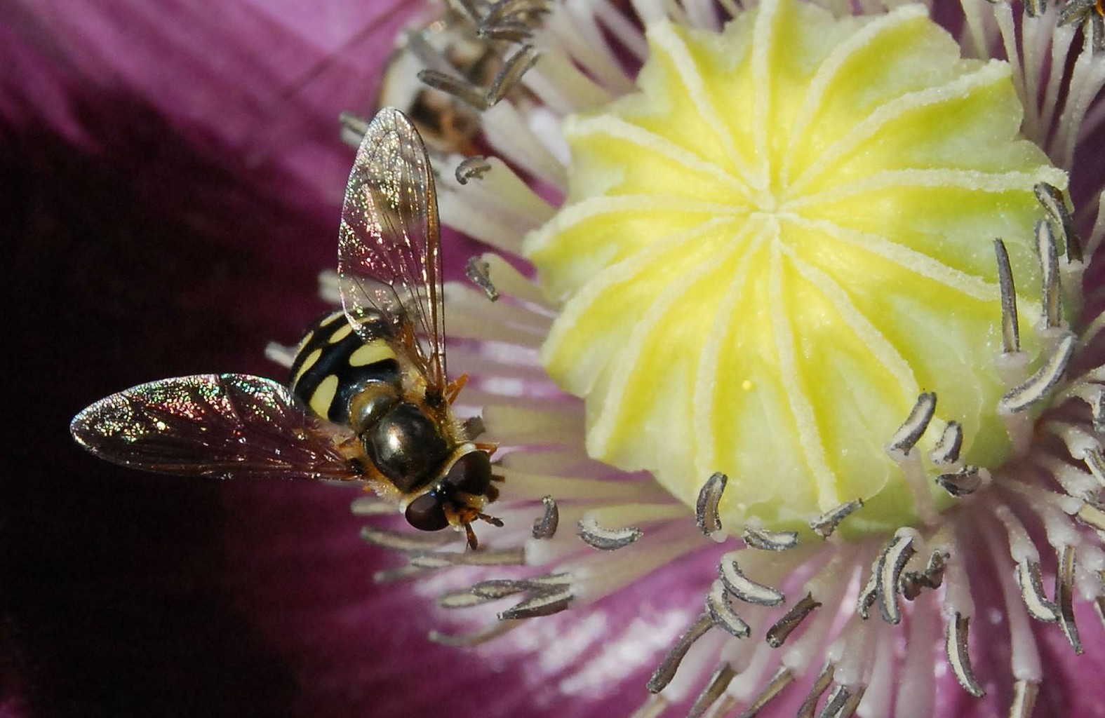 Ein Insektenhotel bauen – Anleitung