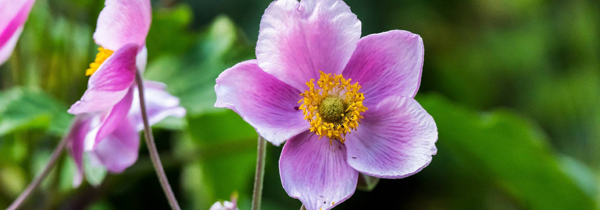 Japan-Herbst-Anemonen: 8 Ideen für gelungene Kombinationen