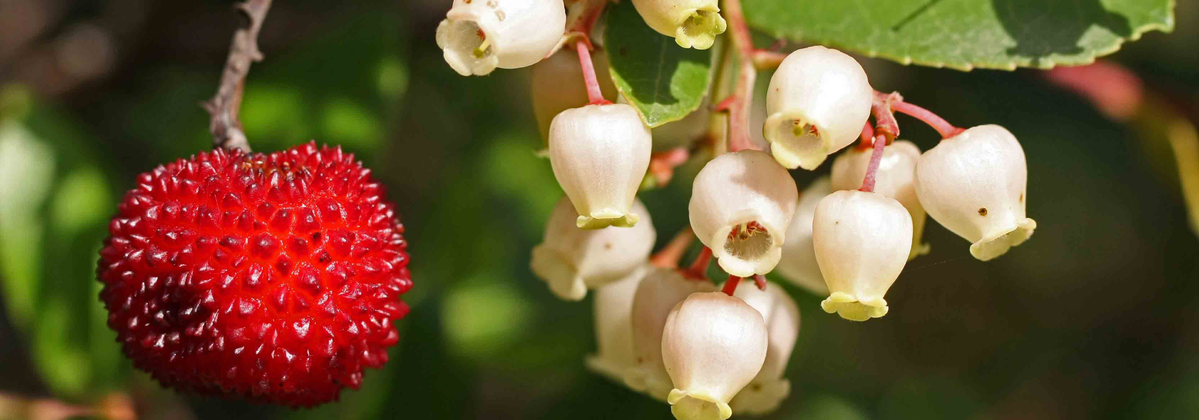 Westlicher Erdbeerbaum, Erdbeerbaum: pflanzen, schneiden und pflegen
