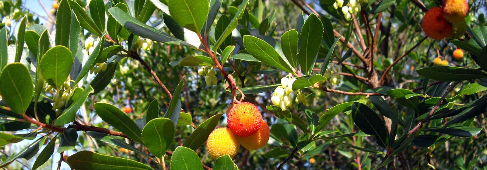 Westlicher Erdbeerbaum, Erdbeerbaum: Krankheiten und Behandlungen