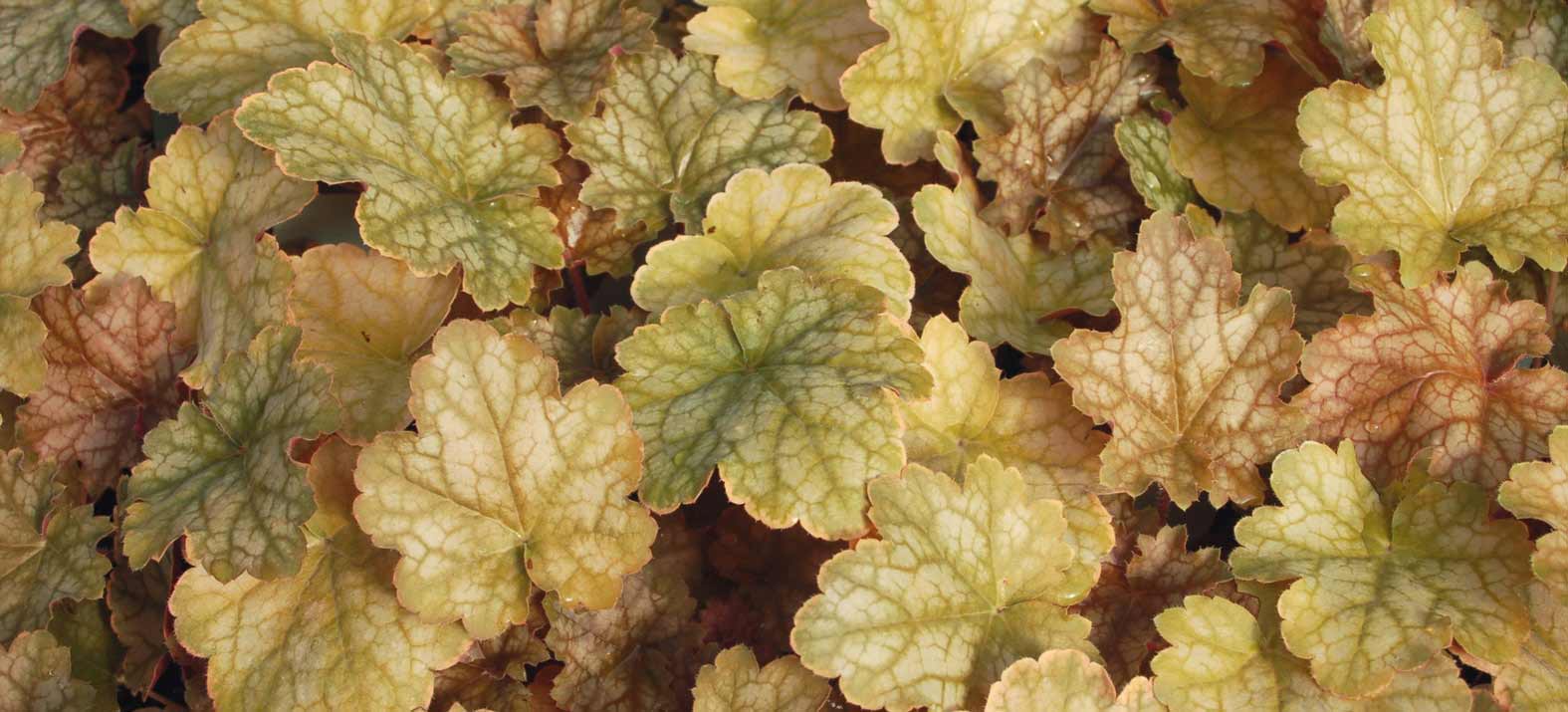 Das bronzefarbene - orangefarbene Laub der Heuchera 'Ginger Ale'