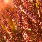 Englische Heide: Pflanzen, Rückschnitt und Pflege