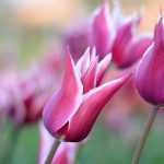 Tulpen: Pflanzen, Kultivieren und Pflegen