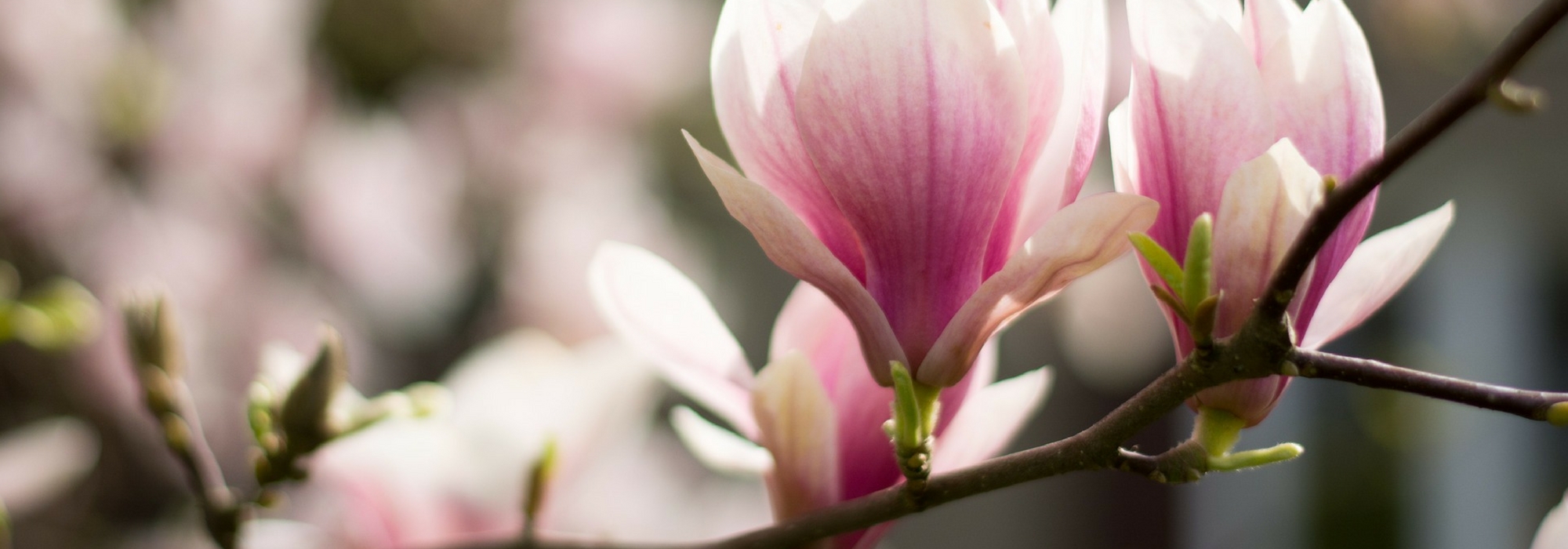 Magnolie: wann und wie schneiden