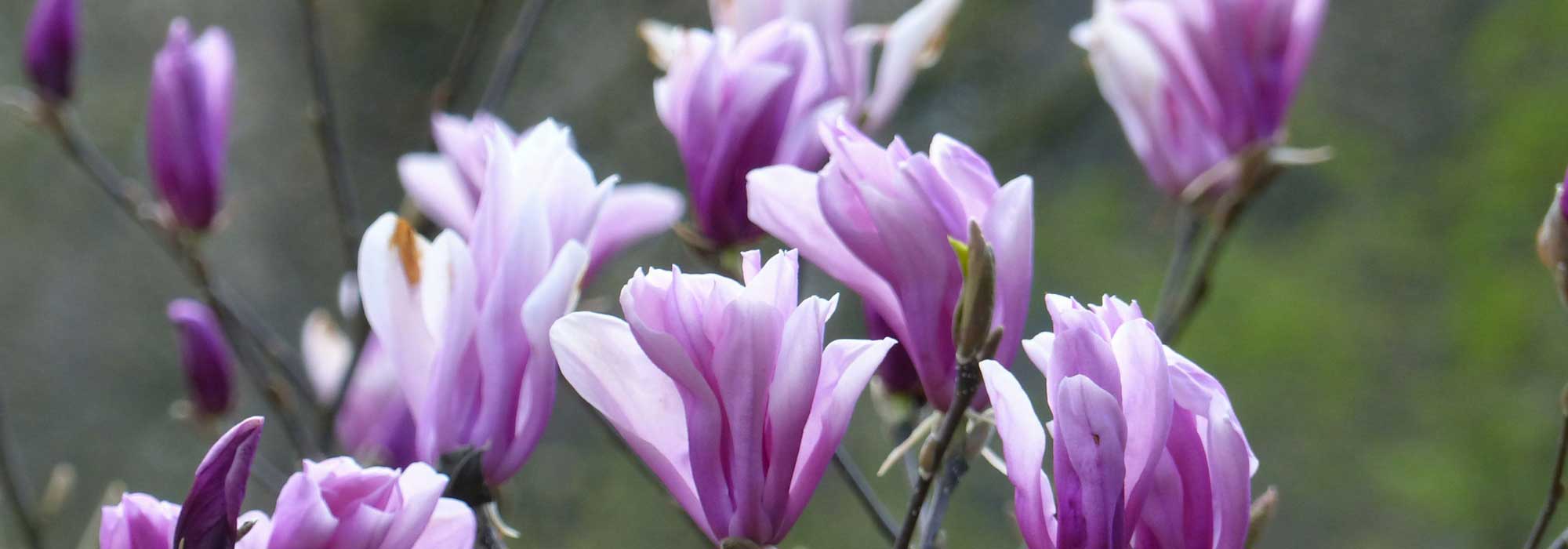 Magnolie: richtig pflanzen in 4 Schritten