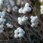Schneebeere: Pflanzen, Rückschnitt und Pflege