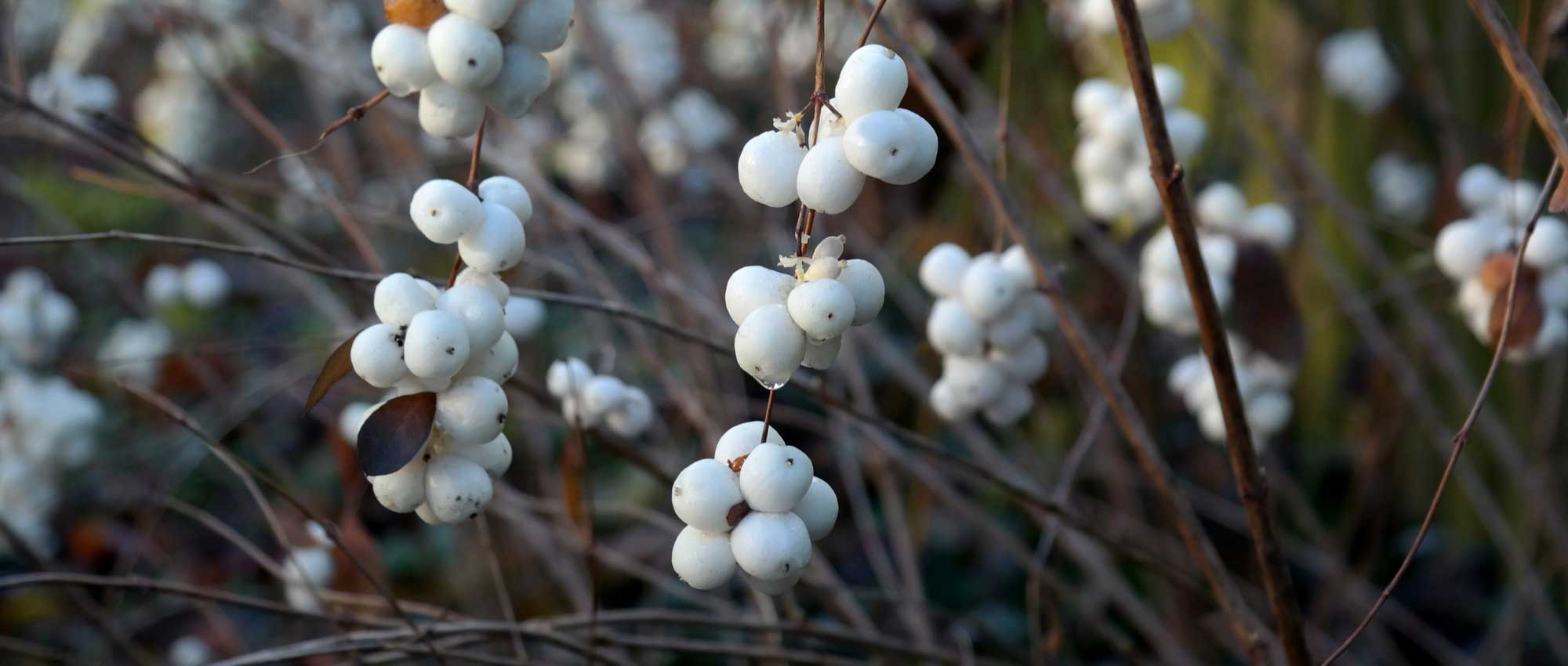 Schneebeere: Pflanzen, Rückschnitt und Pflege