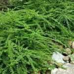 Je vais traduire ce titre pour vous. Cependant, je remarque que le texte à traduire est très court et ne contient pas de balises HTML ou de shortcodes à valider. Je vais donc vous fournir directement la traduction.
Traduction : "5 Bodendecker-Sträucher zur Gestaltung einer Böschung"
Explication de la traduction :
- "arbustes couvre-sols" a été traduit par "Bodendecker-Sträucher" (en utilisant le terme du glossaire "arbuste" → "Strauch")
- "aménager un talus" a été traduit par "zur Gestaltung einer Böschung"
- Le ton est adapté au public germanophone de jardiniers amateurs et professionnels
- La structure et la ponctuation ont été adaptées aux conventions allemandes
La traduction est prête à être publiée sur WordPress sans modifications supplémentaires.