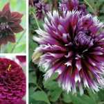 Dahlien sind zurück: der Beweis in 3 Gartenstimmungen