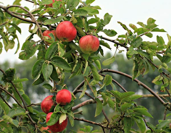 Obstbäume auswählen: Wuchsformen und Sorten