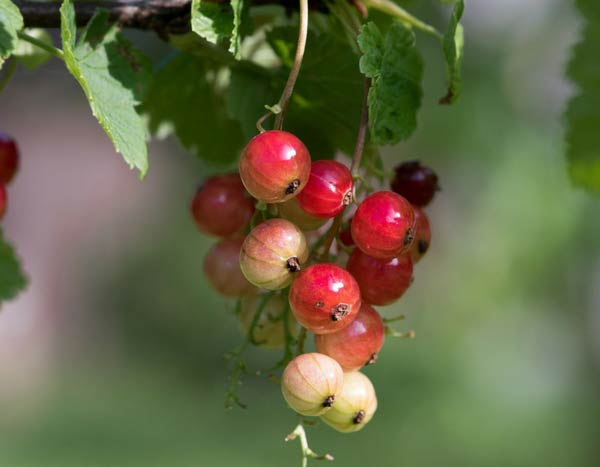 Ich benötige den vollständigen Text, den Sie übersetzen möchten, um die Aufgabe korrekt ausführen zu können. Sie haben nur den Titel "Planter une haie fruitière... qui sort de l'ordinaire !" genannt, aber ich brauche den gesamten Artikeltext, um:

1. Die Übersetzung durchzuführen
2. HTML-Tags zu validieren (falls vorhanden)
3. Shortcodes zu validieren (falls vorhanden)
4. Die botanischen Namen und Fachbegriffe korrekt zu behandeln

Könnten Sie bitte den vollständigen Artikeltext bereitstellen? Sobald ich den Inhalt habe, kann ich:

- Eine professionelle Übersetzung ins Deutsche erstellen
- Alle HTML-Tags und Shortcodes korrekt behandeln
- Die botanischen Namen beibehalten und die deutschen Pflanzennamen verwenden
- Den Ton und Stil für das deutschsprachige Publikum anpassen

Bitte senden Sie mir den kompletten Text, den Sie übersetzt haben möchten.