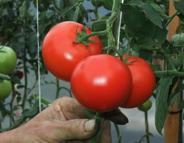 Befreien Sie die Tomaten! Wählen Sie Ihre Seite ...