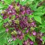 Millettia japonica 'Satsuma': eine unbekannte Kletterpflanze zu entdecken