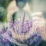 10 Tipps, wie Ihnen schlechte Fotos Ihres Gartens und Ihrer Blumen gelingen