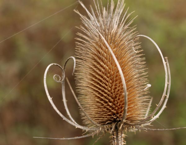 Naturnaher Garten: 5 bemerkenswerte Wildpflanzen
