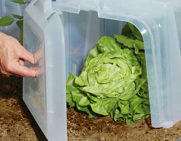 Gemüsegarten: Aussaat und Kulturen vor Kälte schützen