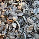 ## Der Gemüsegarten im Winter: 4 Maßnahmen zum Schutz des Bodens und zur Vorbereitung der Erde

Der Winter ist eine entscheidende Zeit für Ihren Gemüsegarten. Auch wenn die meisten Pflanzen ruhen, ist der Boden keineswegs inaktiv. Im Gegenteil: Diese Jahreszeit bietet die perfekte Gelegenheit, Ihren Boden zu schützen und für die nächste Saison vorzubereiten. Hier sind 4 wesentliche Maßnahmen, die Sie ergreifen sollten.

### 1. Bedecken Sie den nackten Boden

Ein unbedeckter Boden ist im Winter zahlreichen Gefahren ausgesetzt: Erosion durch Regen und Wind, Auswaschung von Nährstoffen und Verdichtung. Die Lösung? Eine schützende Decke!

**Mulchen mit organischem Material:**
- Verwenden Sie eine dicke Schicht (5-10 cm) aus Stroh, Laub oder gehäckseltem Holz
- Diese Schicht schützt den Boden vor extremen Temperaturen
- Sie fördert das Leben von Mikroorganismen und Regenwürmern
- Das organische Material zersetzt sich langsam und reichert den Boden mit Humus an

**Gründüngungspflanzen:**
- Winterroggen, Phacelia oder Klee säen
- Diese Pflanzen bedecken den Boden und verhindern Erosion
- Ihre Wurzeln lockern den Boden auf
- Bei der Zersetzung geben sie wertvolle Nährstoffe frei

### 2. Schützen Sie empfindliche Kulturen

Einige Gemüsesorten überwintern direkt im Garten. Sie benötigen besonderen Schutz:

**Wintergemüse schützen:**
- Porree, Grünkohl, Rosenkohl und Pastinaken vertragen Frost
- Eine Schicht aus Stroh oder Laub um die Pflanzenbasis schützt die Wurzeln
- Vlies oder Tunnel aus Kunststoff schützen vor extremen Frösten

**Frühbeete und Gewächshäuser:**
- Reinigen Sie die Abdeckungen für maximale Lichtdurchlässigkeit
- Isolieren Sie die Seiten mit Noppenfolie oder Strohballen
- Lüften Sie an sonnigen Tagen, um übermäßige Feuchtigkeit zu vermeiden

### 3. Verbessern Sie die Bodenstruktur

Der Winter ist der ideale Zeitpunkt, um die Bodenstruktur zu verbessern, ohne die empfindlichen Wurzeln zu stören.

**Lehmböden bearbeiten:**
- Bei trockenem Wetter umgraben, um schwere Klumpen zu zerkleinern
- Sand oder Kompost einarbeiten, um die Drainage zu verbessern
- Die Frost-Tau-Wechselwirkung zerkleinert die Klumpen natürlich

**Sandige Böden anreichern:**
- Kompost, gut verrotteten Mist oder Tonmehl einarbeiten
- Diese Materialien verbessern die Wasserspeicherfähigkeit
- Sie erhöhen den Nährstoffgehalt des Bodens

### 4. Planen Sie die Fruchtfolge

Nutzen Sie die Wintermonate, um Ihre Anbauplanung für das kommende Jahr zu organisieren.

**Fruchtfolge beachten:**
- Vermeiden Sie, dieselbe Pflanzenfamilie zwei Jahre hintereinander am selben Standort anzubauen
- Rotieren Sie zwischen Blattgemüse, Wurzelgemüse, Hülsenfrüchten und Fruchtgemüse
- Berücksichtigen Sie die Nährstoffbedürfnisse jeder Kultur

**Bodenanalyse durchführen:**
- Entnehmen Sie Bodenproben aus verschiedenen Bereichen Ihres Gartens
- Lassen Sie diese analysieren, um den pH-Wert und Nährstoffgehalt zu bestimmen
- Passen Sie Ihre Düngung entsprechend den Ergebnissen an

### Zusätzliche Tipps für den Winter

**Kompostpflege:**
- Decken Sie Ihren Komposthaufen mit einer Schicht aus Stroh oder Laub ab
- Drehen Sie den Kompost an milden Tagen, um die Zersetzung zu fördern
- Sammeln Sie weiterhin Küchenabfälle für Ihren Kompost

**Werkzeugwartung:**
- Reinigen und schärfen Sie Ihre Gartengeräte
- Ölen Sie Metallteile, um Rost zu verhindern
- Reparieren Sie beschädigte Griffe und Stiele

**Samenbestand überprüfen:**
- Sortieren Sie Ihre Samen nach Verfallsdatum
- Bestellen Sie fehlende Sorten rechtzeitig
- Planen Sie Ihre Aussaattermine für das Frühjahr

### Fazit

Der Winter ist keine tote Zeit im Gemüsegarten, sondern eine Phase der Vorbereitung und Regeneration. Indem Sie diese 4 Maßnahmen umsetzen – Bodenbedeckung, Pflanzenschutz, Bodenverbesserung und Anbauplanung – schaffen Sie die besten Voraussetzungen für eine erfolgreiche Gartensaison.

Denken Sie daran: Ein gesunder, geschützter Boden im Winter bedeutet reiche Ernten im Sommer. Nutzen Sie diese ruhige Zeit, um Ihrem Garten die Aufmerksamkeit zu schenken, die er verdient. Ihr Boden wird es Ihnen mit üppigem Wachstum und gesunden Pflanzen danken.

Haben Sie weitere Fragen zum Wintergemüsegarten? Teilen Sie Ihre Erfahrungen in den Kommentaren mit!