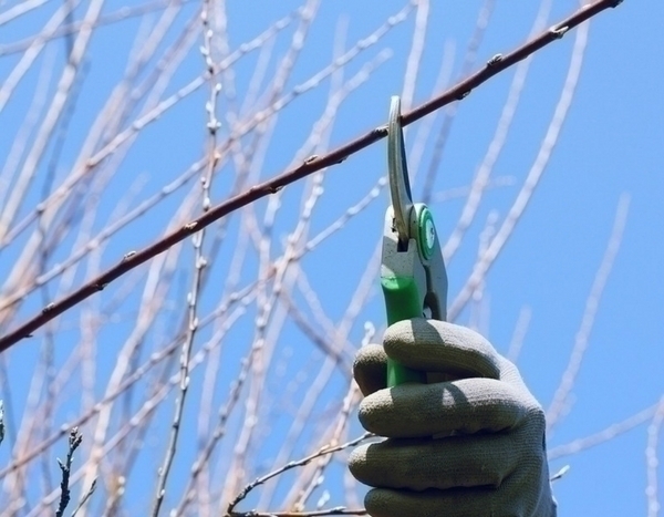 Schnitt für bessere Blüte