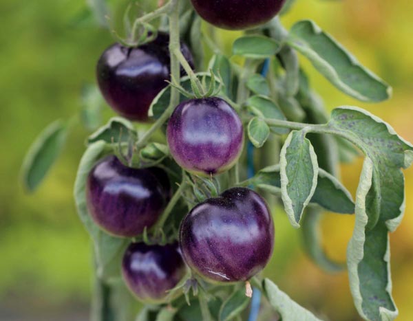 10 seltene oder außergewöhnliche Tomatensorten, mit denen Sie Ihre Freunde beeindrucken werden