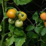 Einen Tomatenkäfig bauen – Anleitung