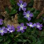 10 ausdauernde Bodendecker, die Sie in Ihrem Garten haben müssen!