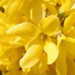 Forsythie: pflanzen, Rückschnitt und Pflege