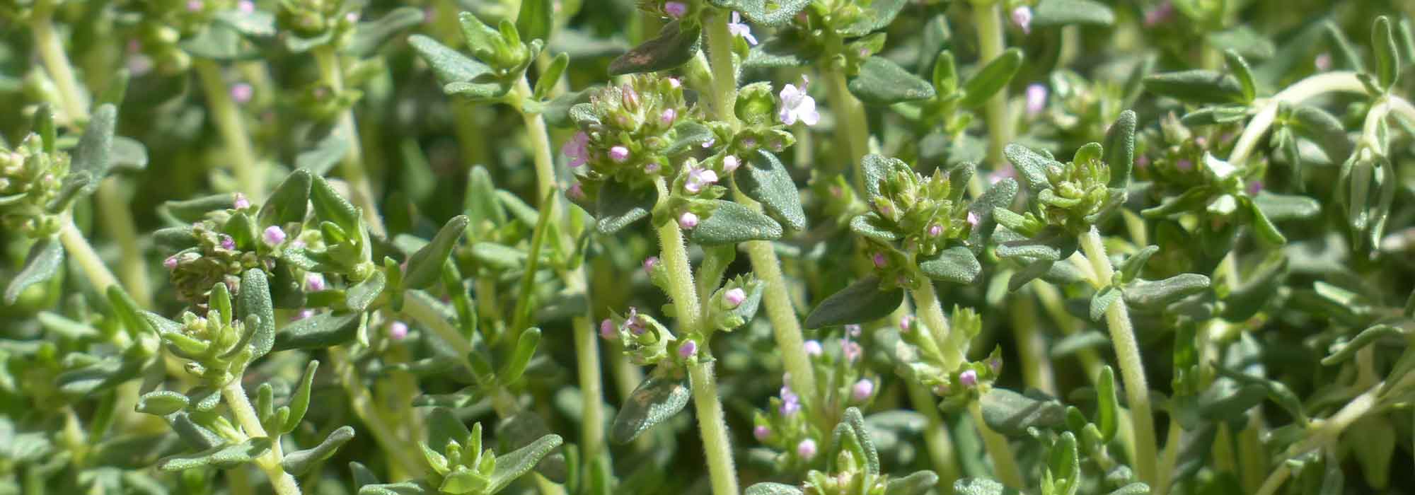 Thymian: kultivieren, pflanzen, zurückschneiden