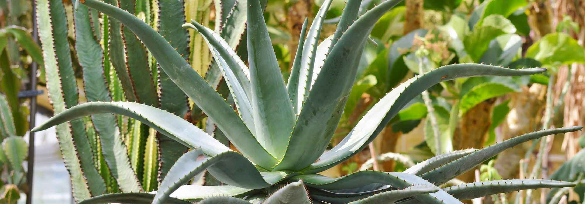 Agave: pflanzen, kultivieren und pflegen