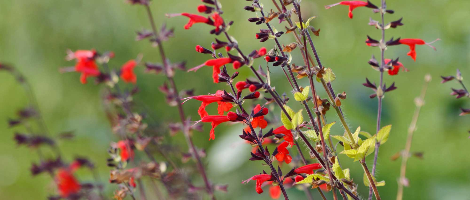 Salbei, Salvia: Pflanzung, Rückschnitt, Pflege