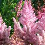Astilbe: Pflanzung, Kultur und Pflege