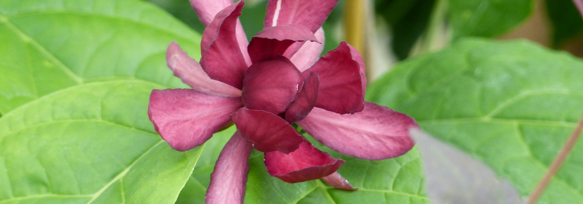 Calycanthus oder Gewürzstrauch: pflanzen, zurückschneiden und pflegen