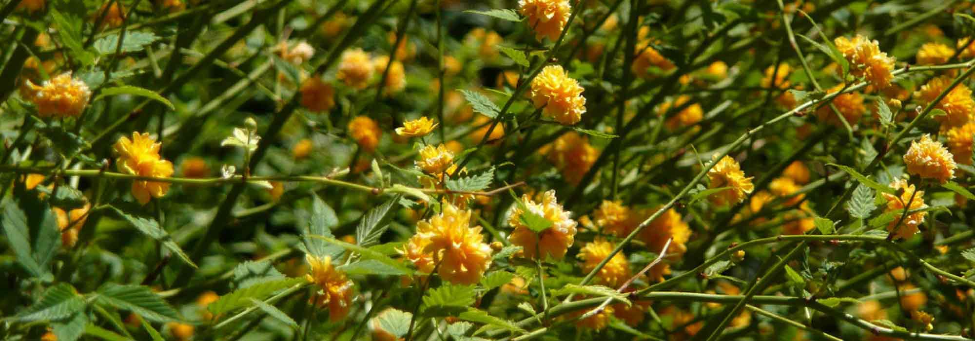 Japanisches Goldröschen, Kerria japonica: Pflanzen, Rückschnitt, Pflege