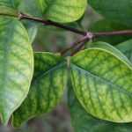Eisenchlorose