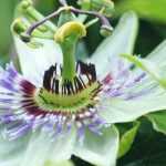 Eierfrucht, Passionsblume: Pflanzen, kultivieren, Rückschnitt