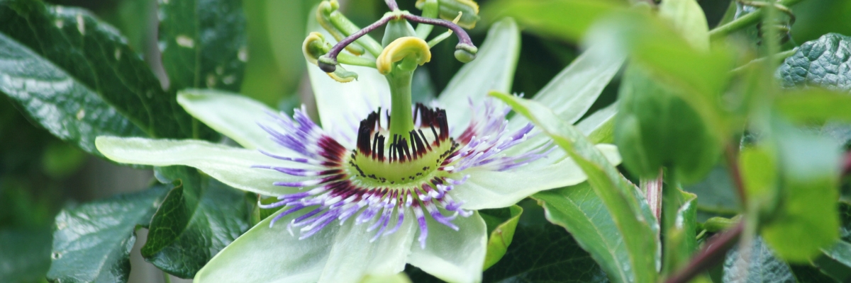 Eierfrucht, Passionsblume: Pflanzen, kultivieren, Rückschnitt