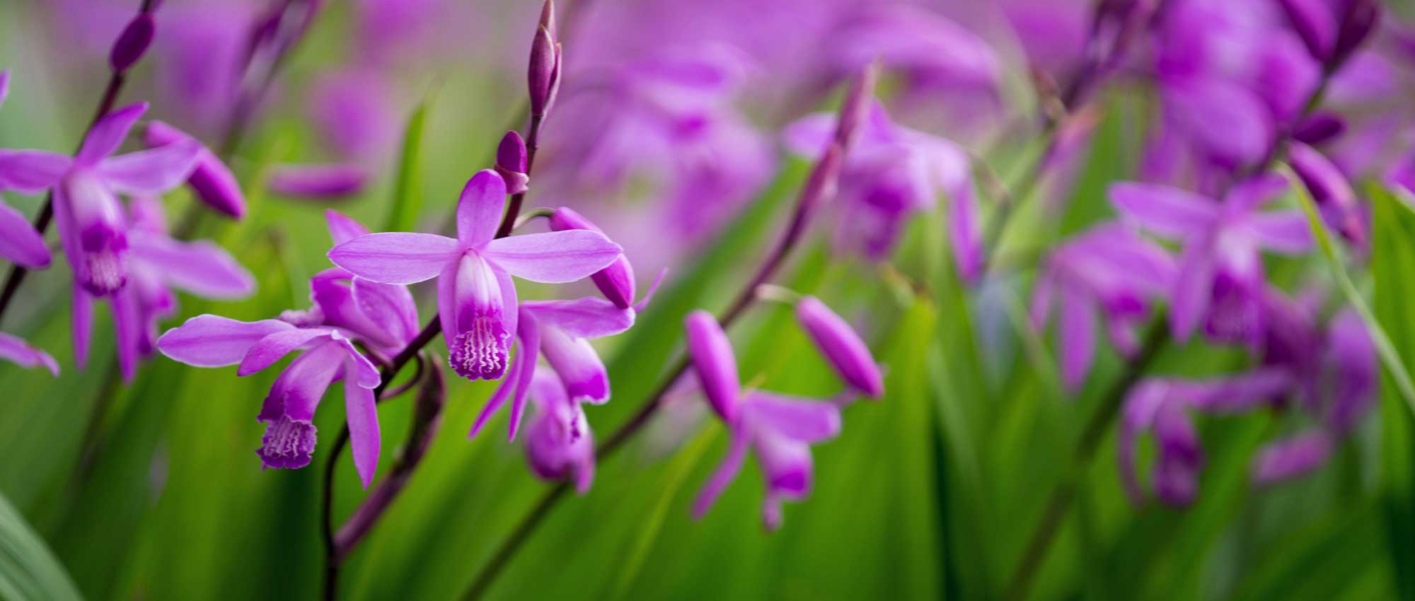 Bletilla, Gelbe Japanorchidee: Pflanzen, Kultivieren und Pflegen