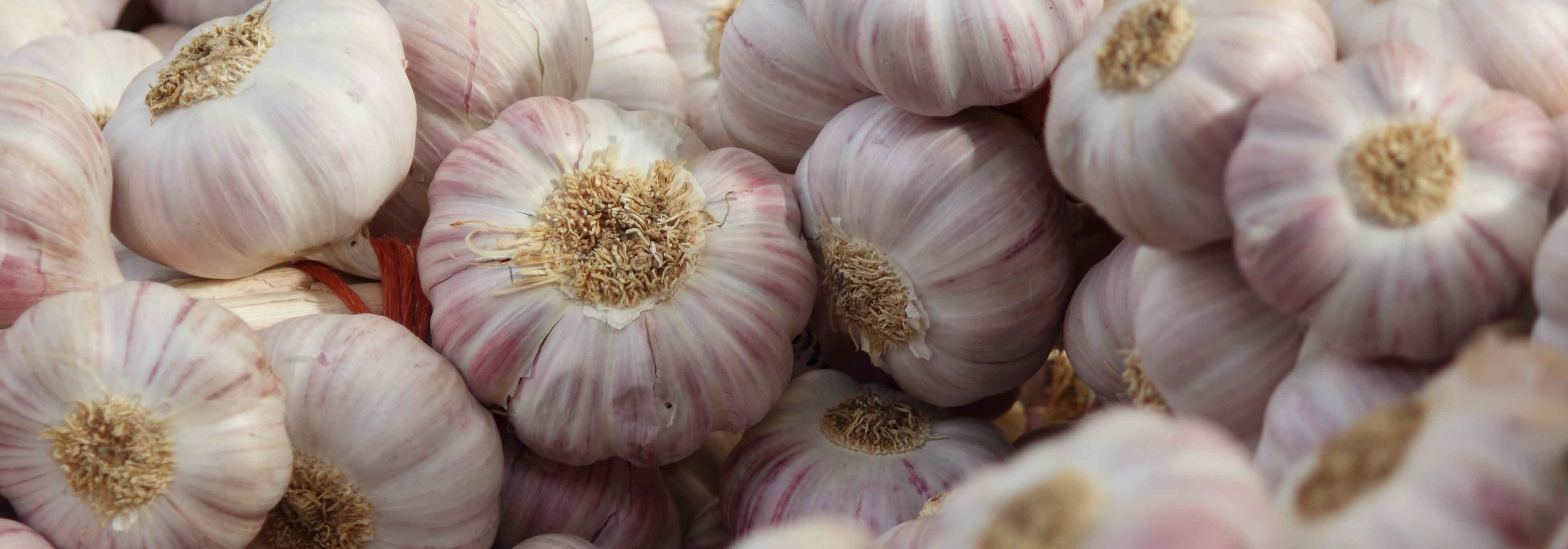 Knoblauch: pflanzen, anbauen und im Gemüsegarten ernten