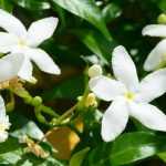 Jasmin: Pflanzung, Pflege, Rückschnitt