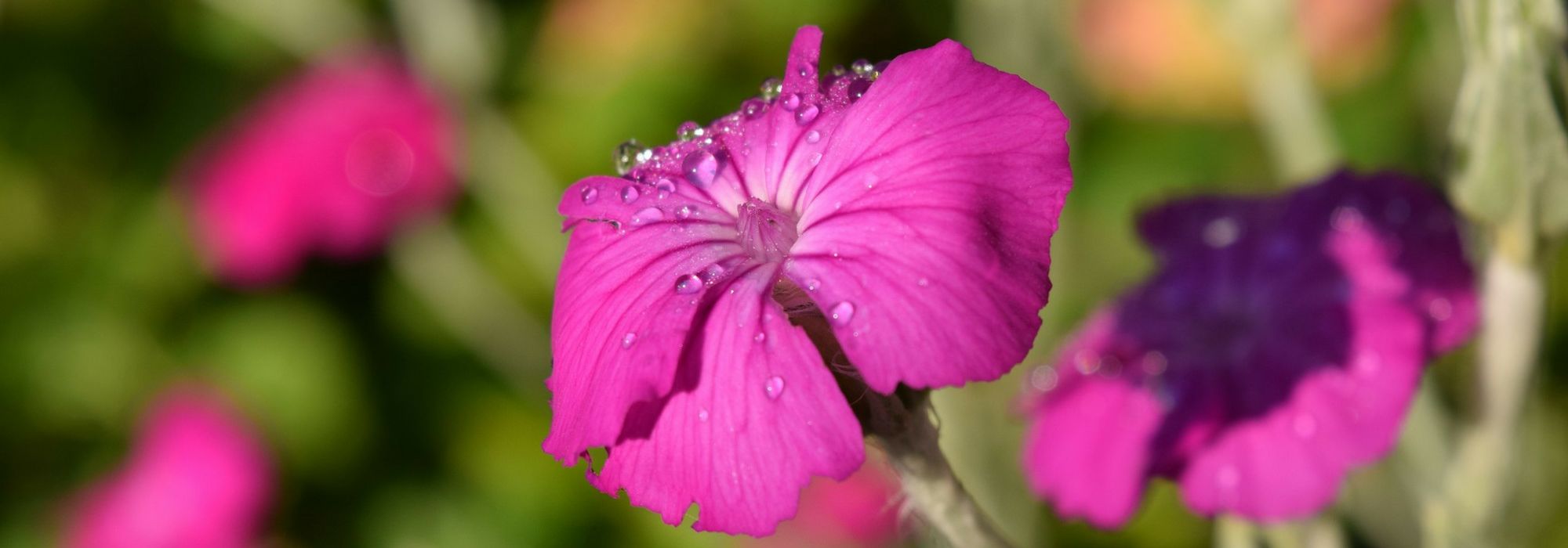 Lychnis, Lichtnelke: Pflanzen, Kultivieren und Pflegen