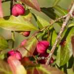 Pfaffenhütchen (Euonymus): pflanzen, schneiden und pflegen