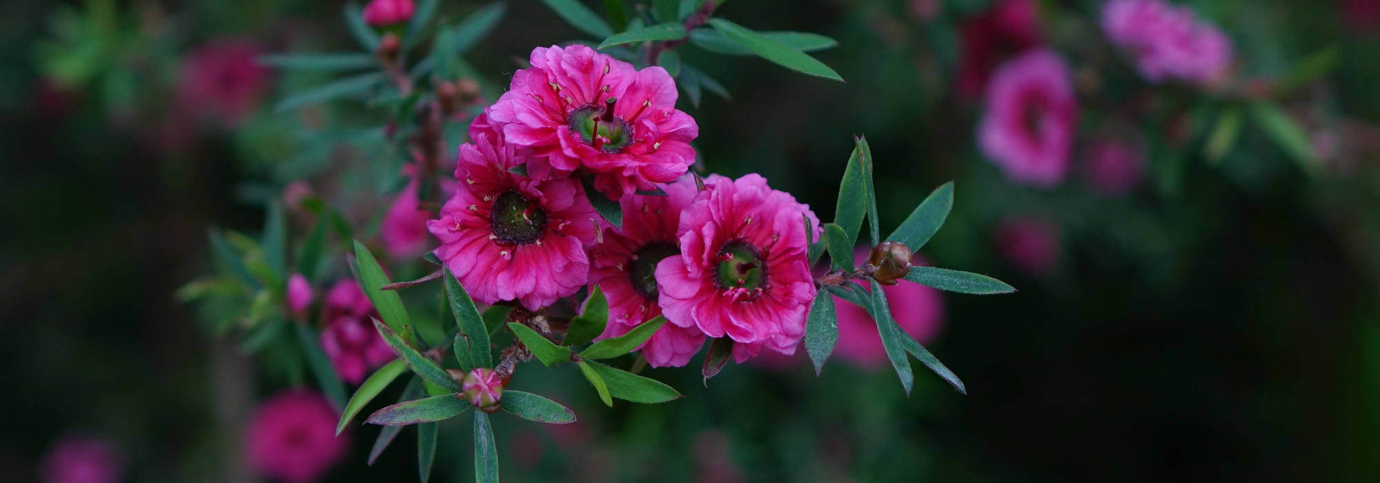 Teebaum, Leptospermum: pflanzen, zurückschneiden und pflegen