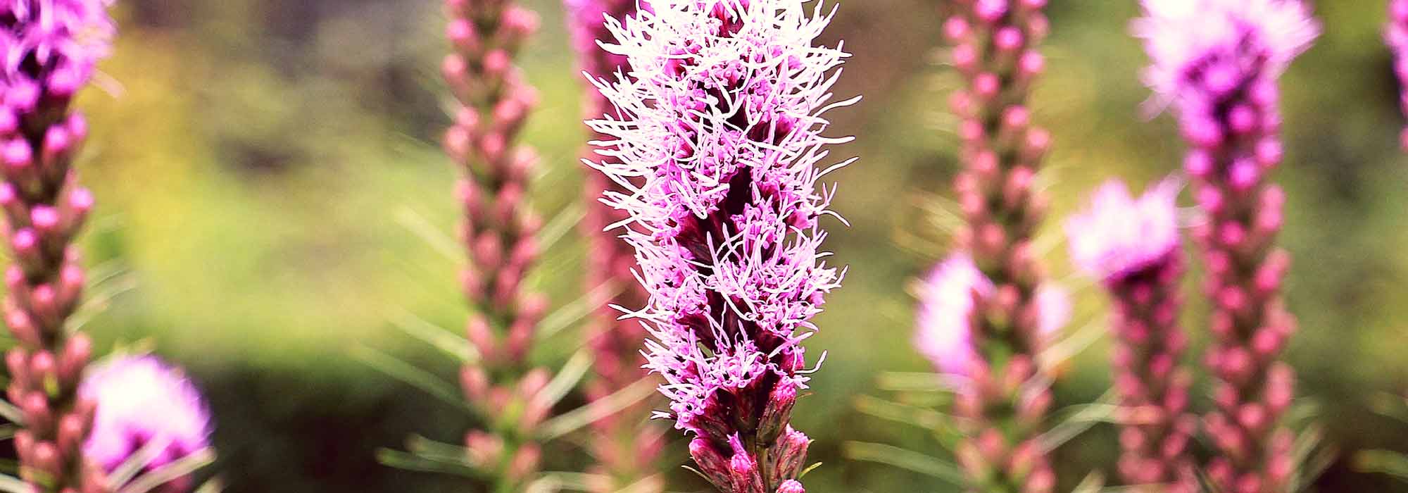 Ährige Prachtscharte, Liatris spicata: Pflanzung und Pflege