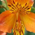 Inkalilie, Alstroemeria: Pflanzen, Kultivieren, Pflegen