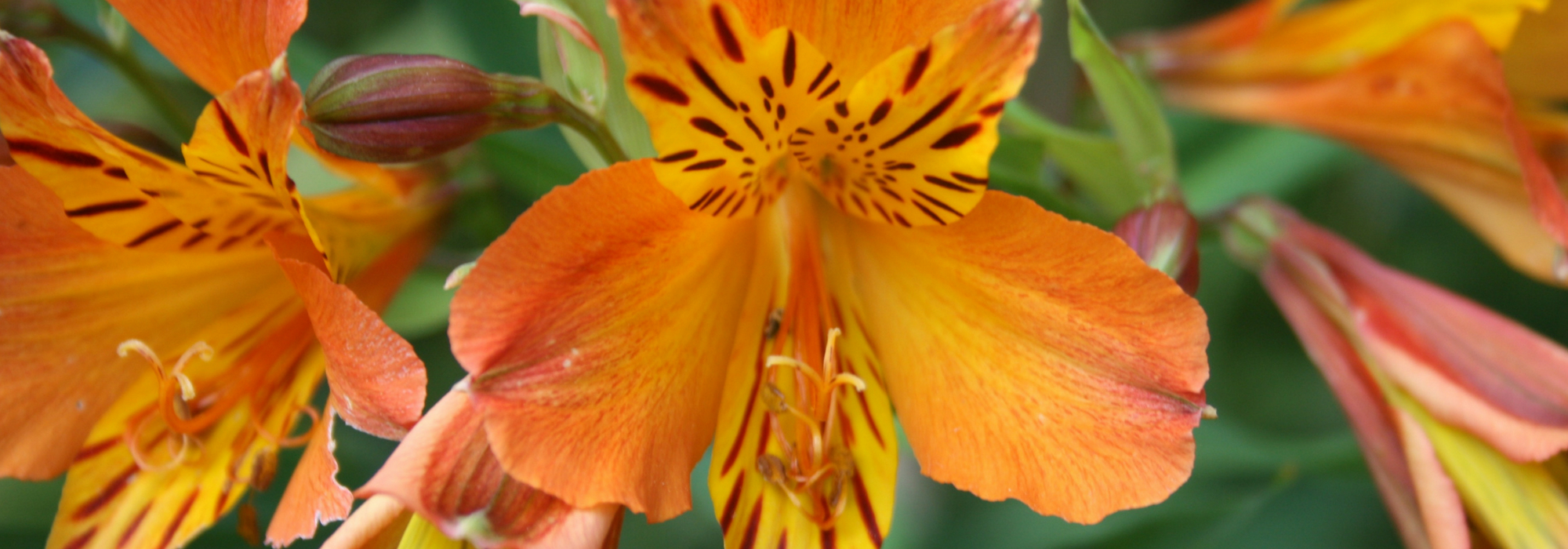 Inkalilie, Alstroemeria: Pflanzen, Kultivieren, Pflegen